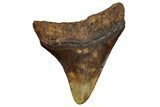 Juvenile Megalodon Tooth - Chocolate Brown #332195-1